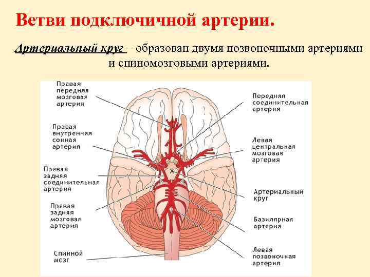 Ветви подключичной артерии. Артериальный круг – образован двумя позвоночными артериями и спиномозговыми артериями. 