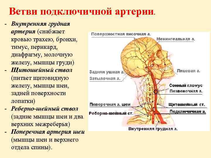 Ветви подключичной артерии. - Внутренняя грудная артерия (снабжает кровью трахею, бронхи, тимус, перикард, диафрагму,