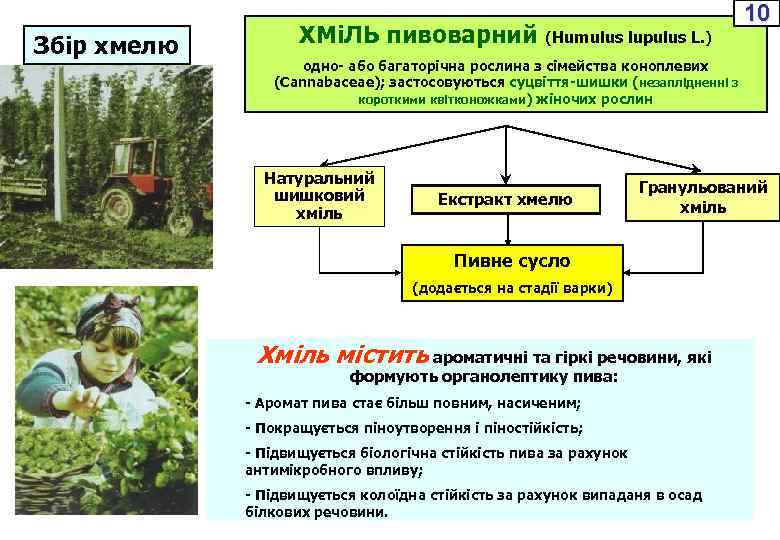 Збір хмелю ХМіЛЬ пивоварний (Humulus lupulus L. ) 10 одно- або багаторічна рослина з