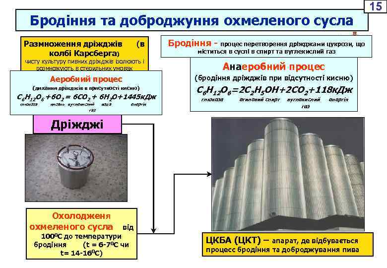 Бродіння та доброджуння охмеленого сусла Размноження дріжджів колбі Карсберга) (в Бродіння - процес перетворення