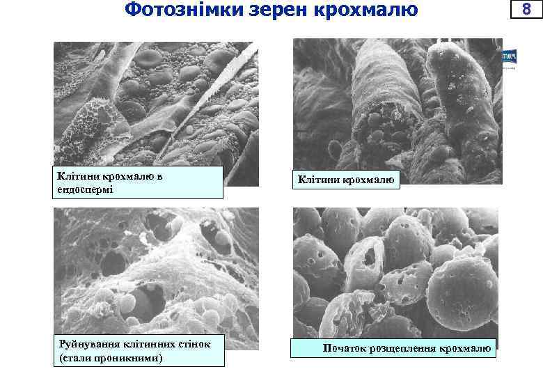 Фотознімки зерен крохмалю Клітини крохмалю в ендоспермі Руйнування клітинних стінок (стали проникними) Клітини крохмалю