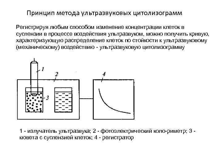 Каким ультразвуком