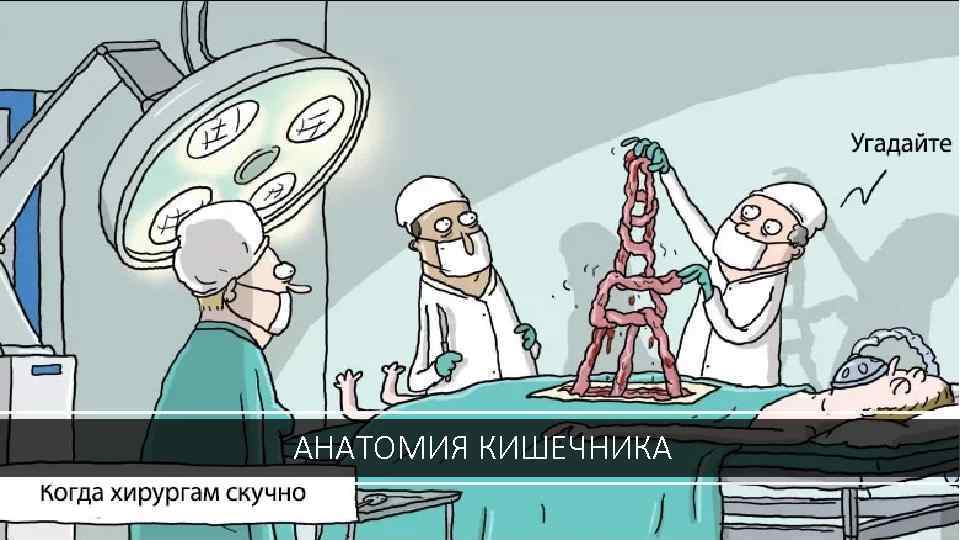 АНАТОМИЯ КИШЕЧНИКА 
