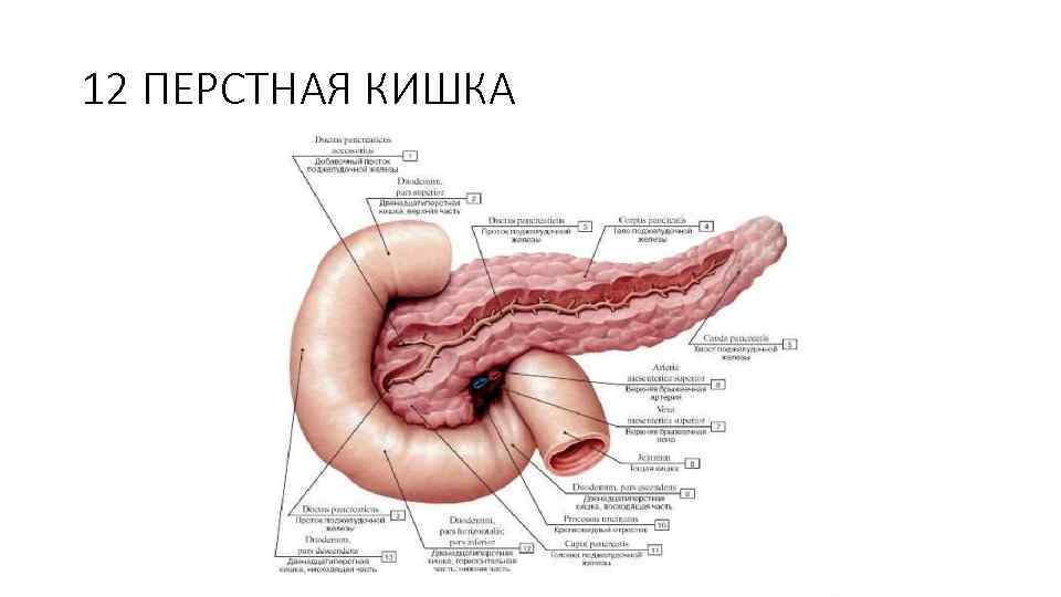 12 ПЕРСТНАЯ КИШКА 