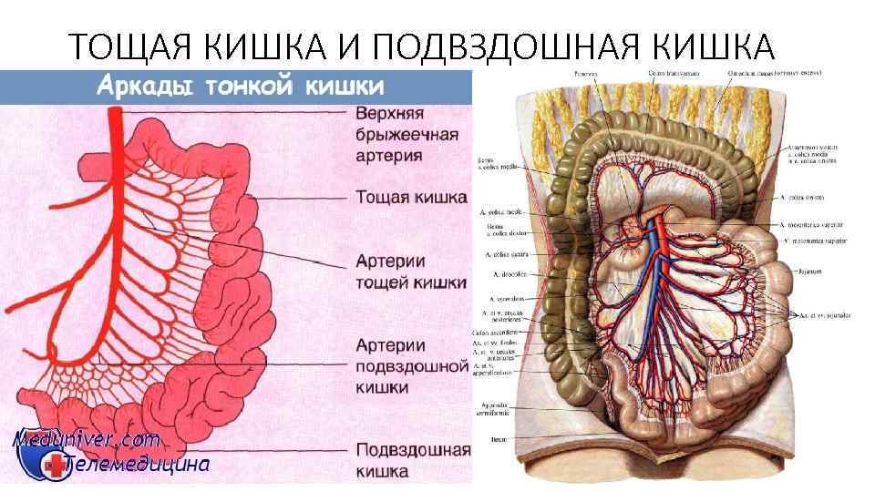 ТОЩАЯ КИШКА И ПОДВЗДОШНАЯ КИШКА 