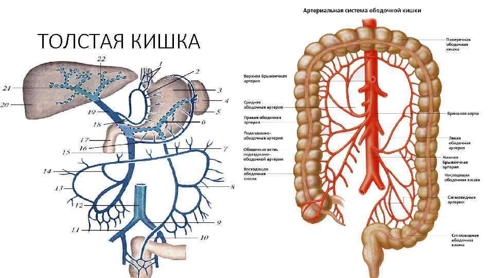 ТОЛСТАЯ КИШКА 