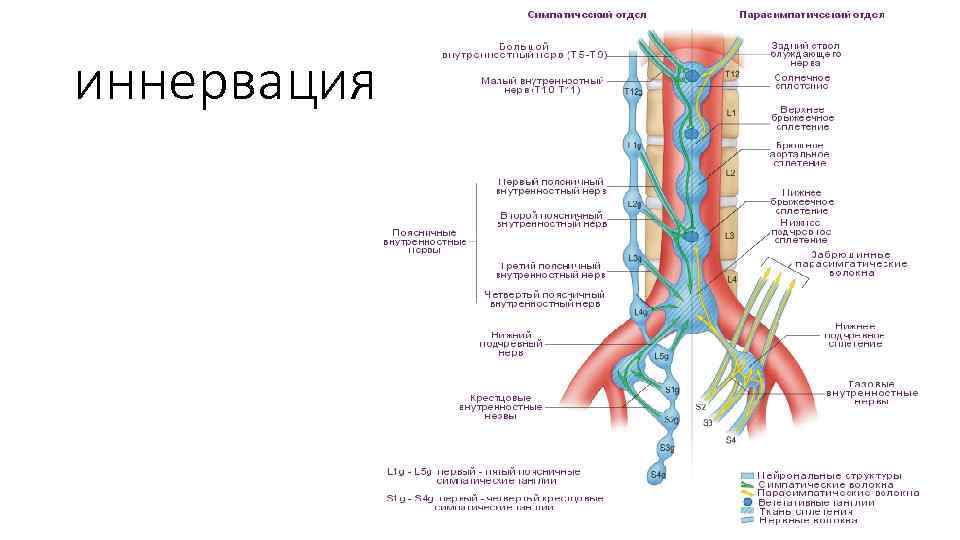 иннервация 