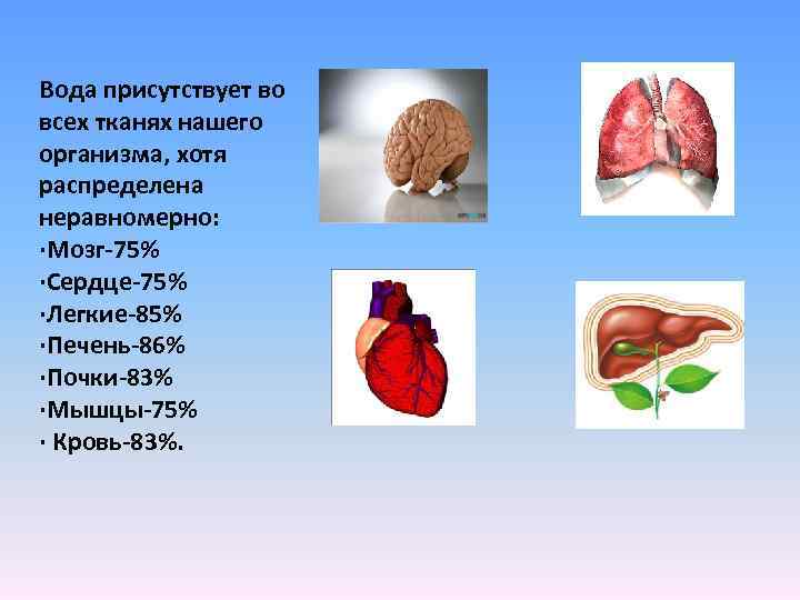 Вода присутствует во всех тканях нашего организма, хотя распределена неравномерно: ·Мозг-75% ·Сердце-75% ·Легкие-85% ·Печень-86%