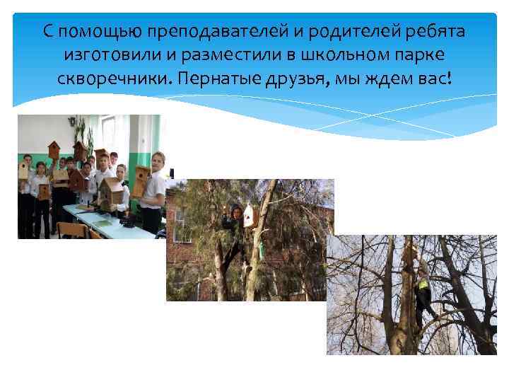 С помощью преподавателей и родителей ребята изготовили и разместили в школьном парке скворечники. Пернатые