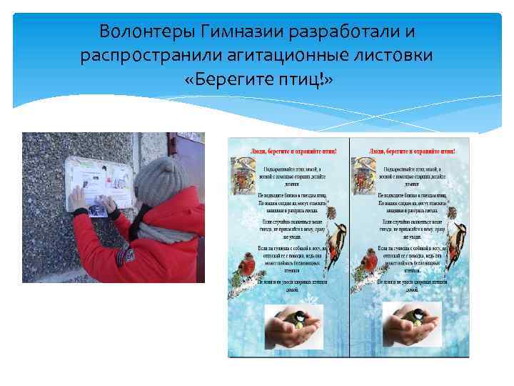Волонтеры Гимназии разработали и распространили агитационные листовки «Берегите птиц!» 