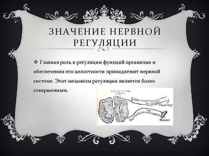 ЗНАЧЕНИЕ НЕРВНОЙ РЕГУЛЯЦИИ v Главная роль в регуляции функций организма и обеспечении его целостности