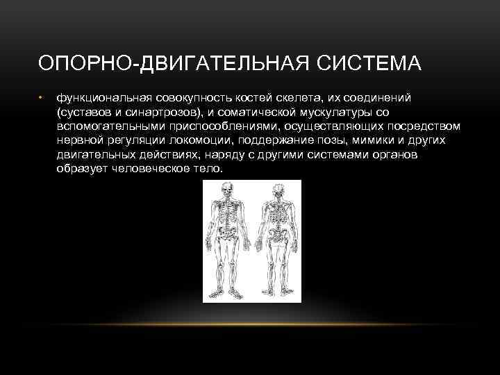 ОПОРНО-ДВИГАТЕЛЬНАЯ СИСТЕМА • функциональная совокупность костей скелета, их соединений (суставов и синартрозов), и соматической