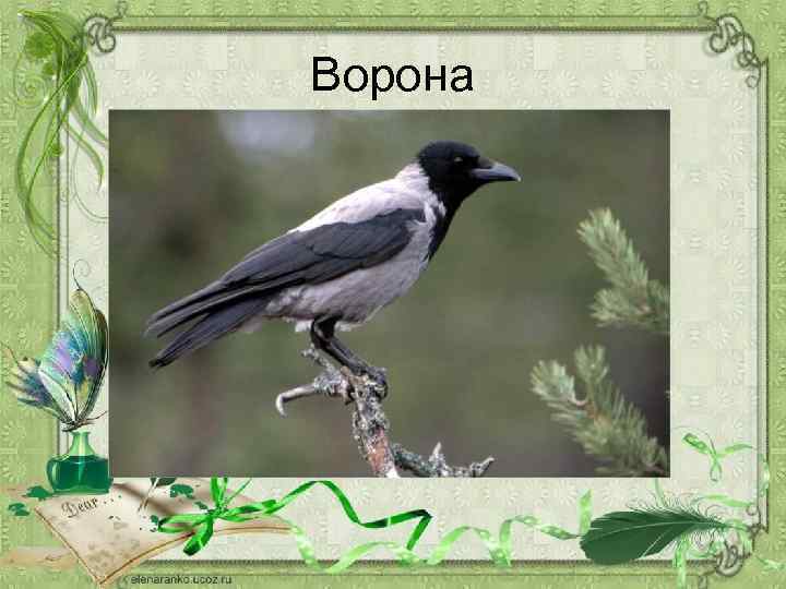 Ворона 