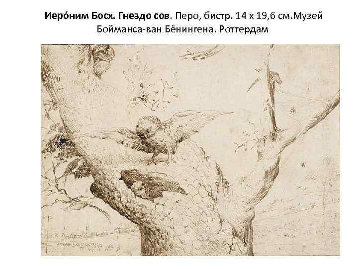  Иеро ним Босх. Гнездо сов. Перо, бистр. 14 х 19, 6 см. Музей