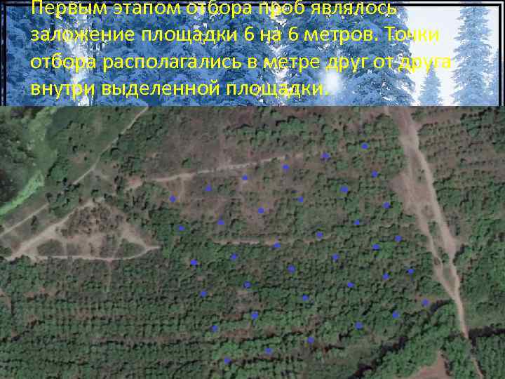 Первым этапом отбора проб являлось заложение площадки 6 на 6 метров. Точки отбора располагались