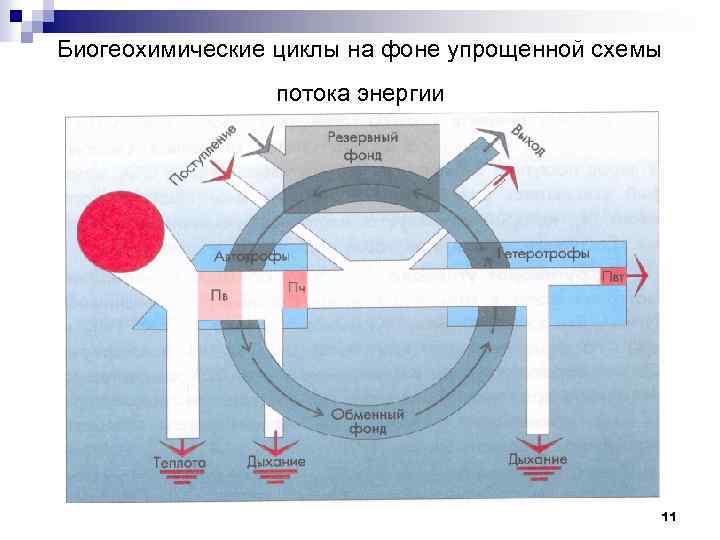 Биогеохимические циклы на фоне упрощенной схемы потока энергии 11 