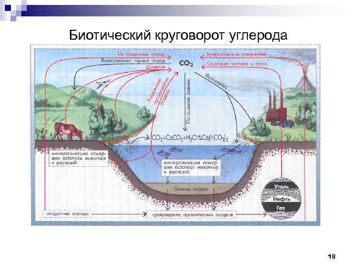 Биогеохимический цикл углерода схема кратко