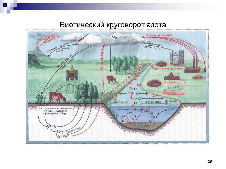 Биогеохимический цикл азота схема