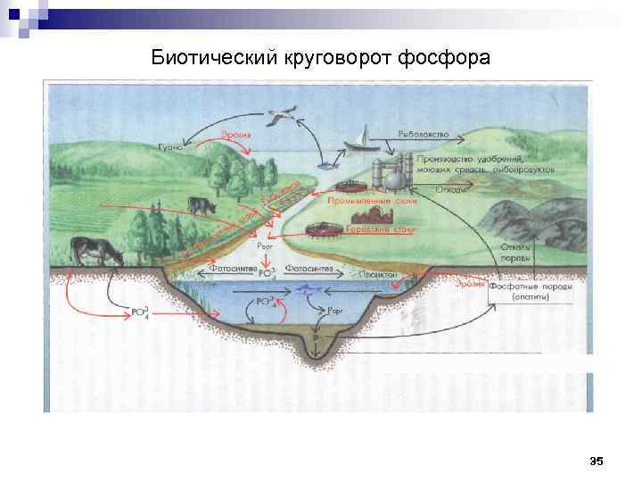 Биотический круговорот фосфора 35 