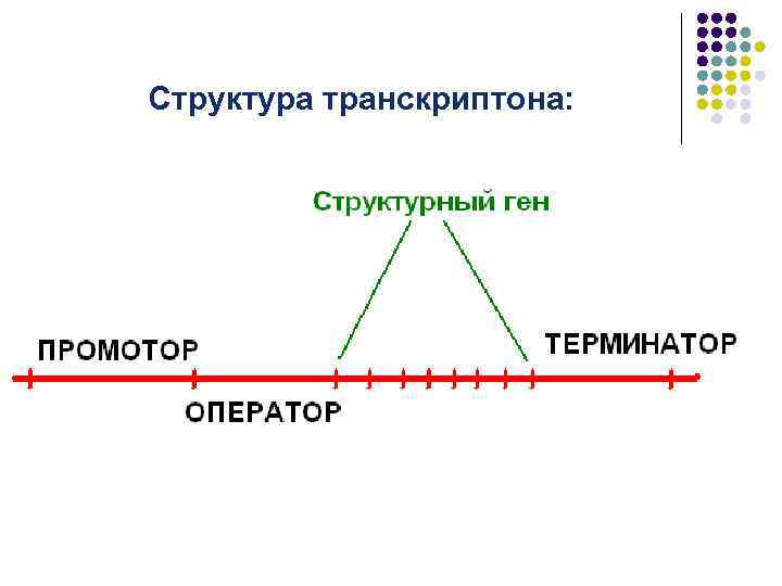 Структура транскриптона: 