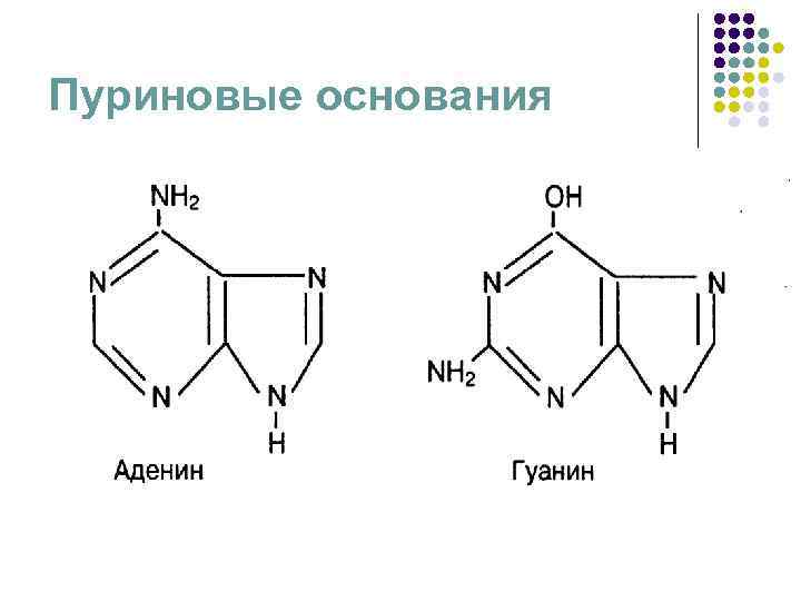 Пуриновыми нуклеотидами являются. Пуриновые нуклеозиды и нуклеотиды.. Пуриновые и пиримидиновые нуклеозиды. Пуриновые и пиримидиновые нуклеотиды. Пуриновые и пиримидиновые нуклеозиды и нуклеотиды.