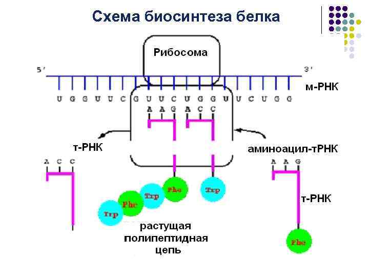 Схема биосинтеза белка 