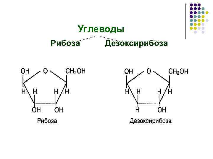 4 дезоксирибоза