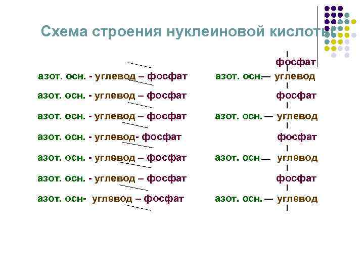 Схема строения нуклеиновой кислоты азот. осн. - углевод – фосфат азот. осн. - углевод-