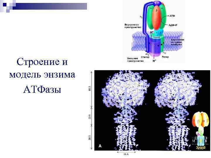 Строение и модель энзима АТФазы 