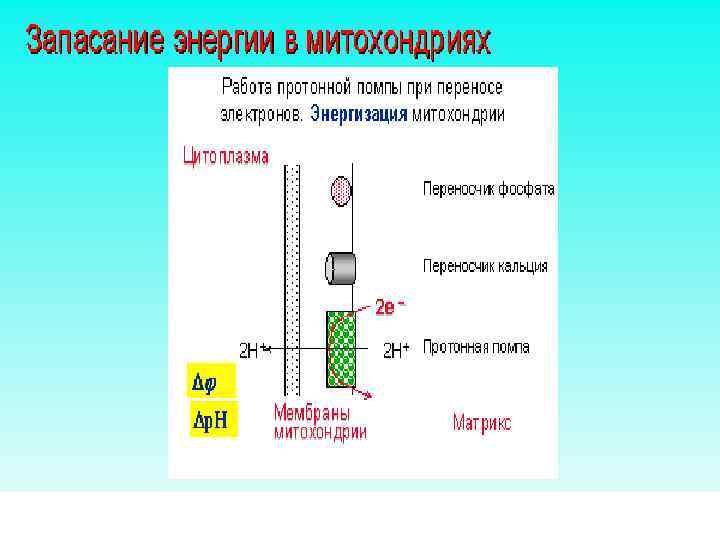 Окислительное фосфорилирование обобщенная схема