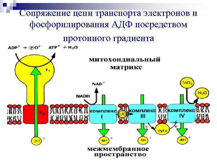 Ферменты окислительного фосфорилирования