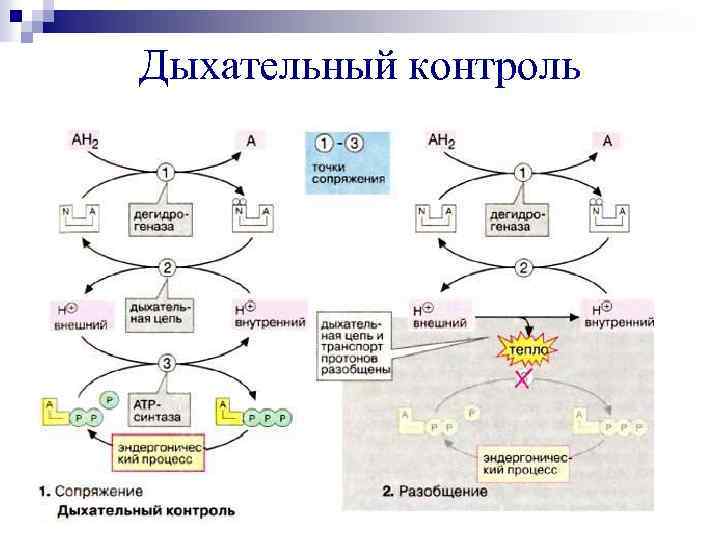 Дыхание контролируется. Дыхательный контроль биохимия. Дыхательный контроль и дыхательный коэффициент. Примеры.. Коэффициент окислительного фосфорилирования и дыхательный контроль.. Регуляция цепи переноса электронов дыхательный контроль.