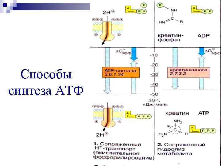 Необходима для синтеза атф. Биосинтез АТФ: окислительное фосфорилирование. Окислительное фосфорилирование это Синтез АТФ. Синтез АТФ фосфорилирование.
