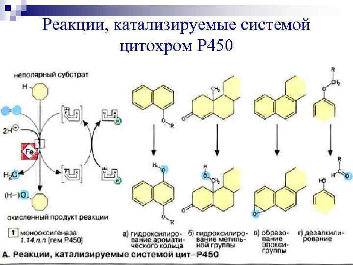 Реакции, катализируемые системой цитохром Р 450 