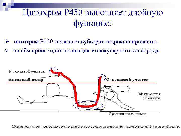 Цитохром Р 450 выполняет двойную функцию: Ø цитохром Р 450 связывает субстрат гидроксилирования, Ø