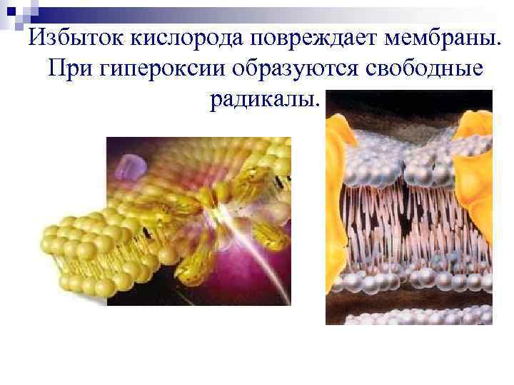 Избыток кислорода повреждает мембраны. При гипероксии образуются свободные радикалы. 