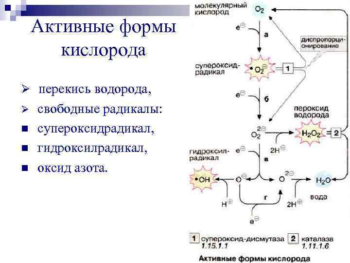 Схема образования активных форм кислорода