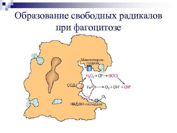 Образование свободных радикалов при фагоцитозе 