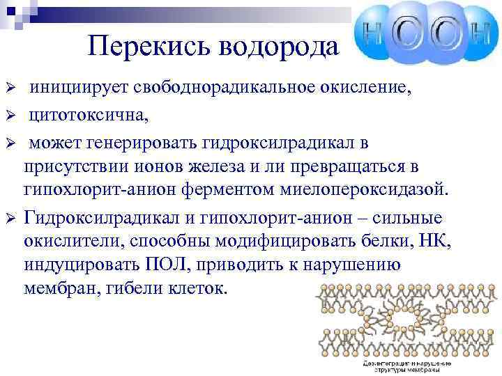 Перекись водорода Ø Ø инициирует свободнорадикальное окисление, цитотоксична, может генерировать гидроксилрадикал в присутствии ионов