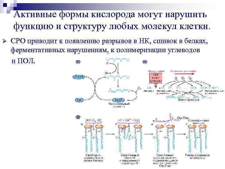 Активные формы кислорода могут нарушить функцию и структуру любых молекул клетки. Ø СРО приводит