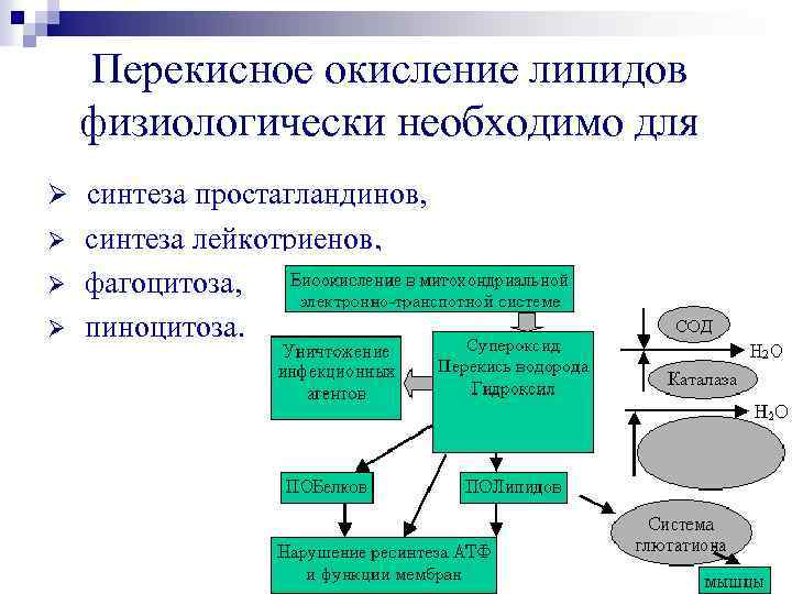 Простагландины и лейкотриены схема синтеза и их биологические функции