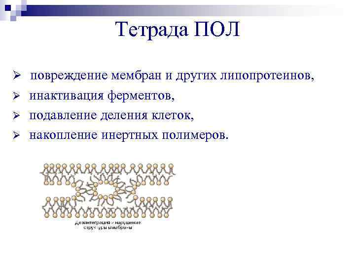 Тетрада ПОЛ Ø повреждение мембран и других липопротеинов, Ø Ø Ø инактивация ферментов, подавление