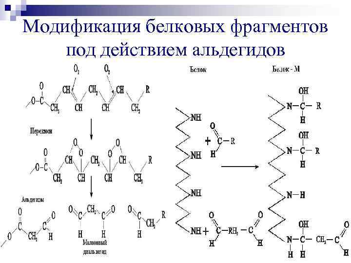 Модификация белковых фрагментов под действием альдегидов 