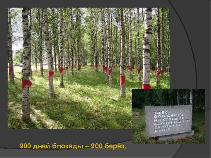 900 дней блокады – 900 берёз. 