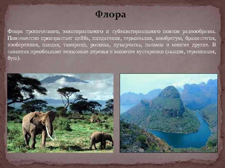 Флора тропического, экваториального и субэкваториального поясов разнообразна. Повсеместно произрастает цейба, пипдатения, терминалия, комбретум, брахистегия,