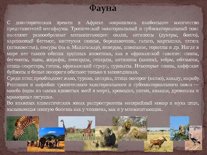 Фауна С доисторических времен в Африке сохранилось наибольшее количество представителей мегафауны. Тропический экваториальный и