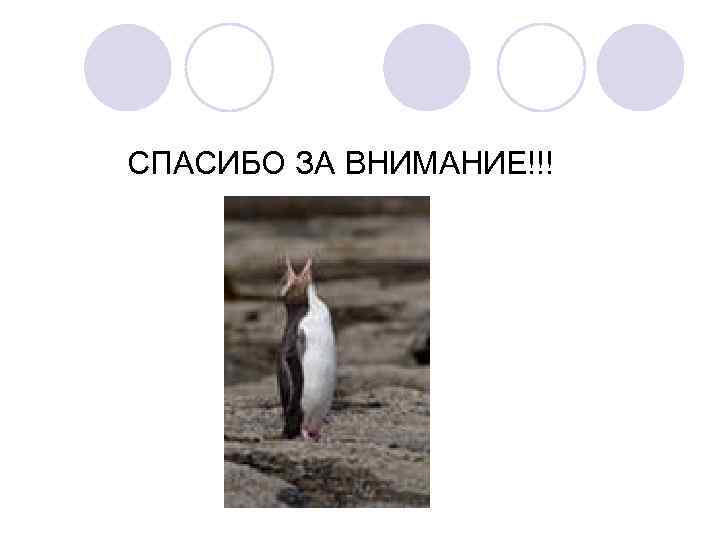 СПАСИБО ЗА ВНИМАНИЕ!!! 