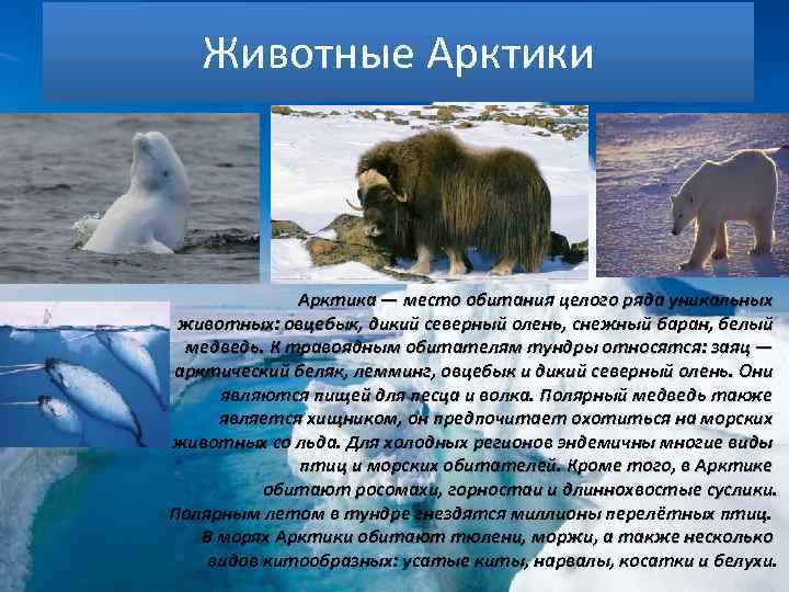 Животные Арктики Арктика — место обитания целого ряда уникальных животных: овцебык, дикий северный олень,