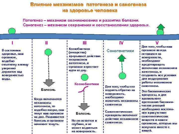 Патогенез – механизм возникновения и развития болезни. Саногенез – механизм сохранения и восстановления здоровья.