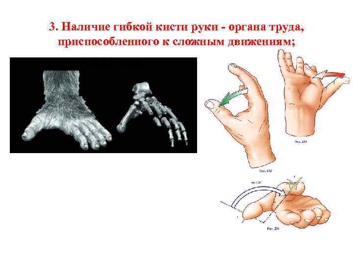 3. Наличие гибкой кисти руки - органа труда, приспособленного к сложным движениям; 